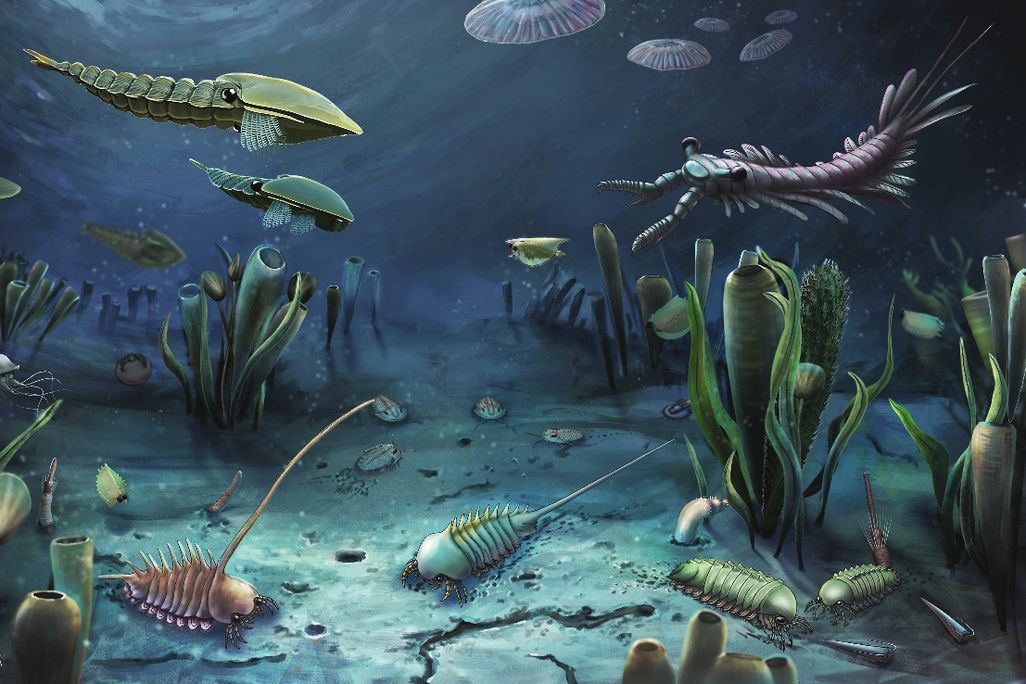 Cambrian Illustration
