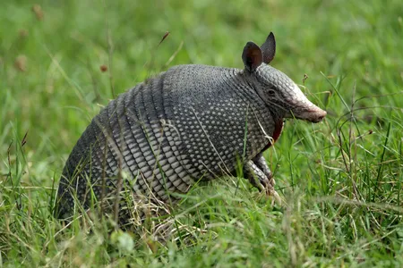 A nine-banded armadillo. 
 
