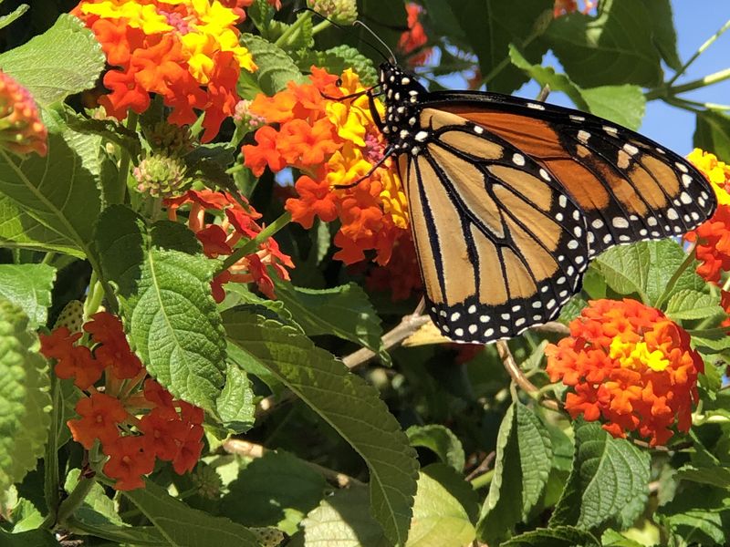 monarch-butterfly-feeding-on-lantana-smithsonian-photo-contest