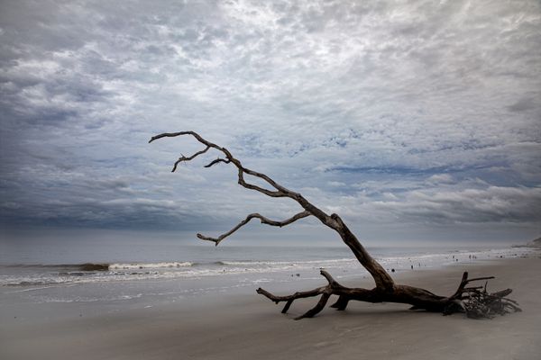 Dead Tree on Driftwood Beach thumbnail