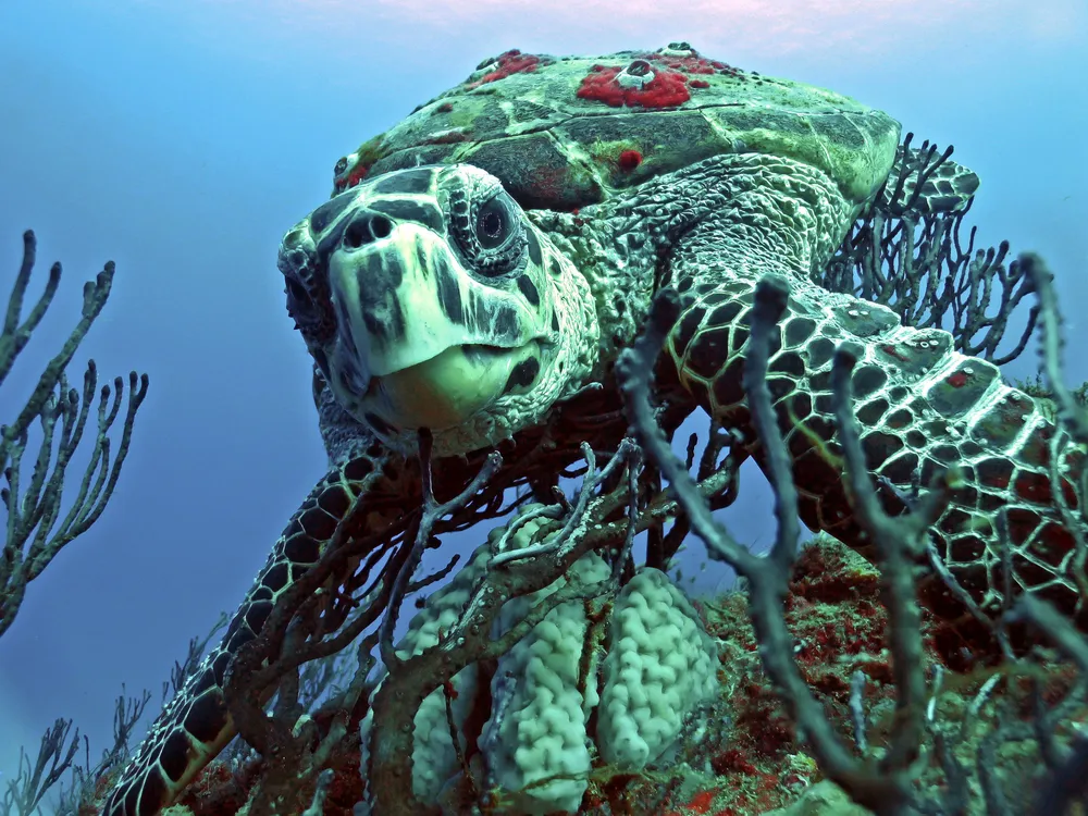 Một con rùa biển diều hâu