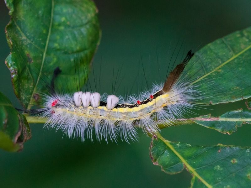 White-marked Tussock Moth Caterpillar | Smithsonian Photo Contest ...