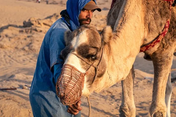 The Camel Keeper thumbnail