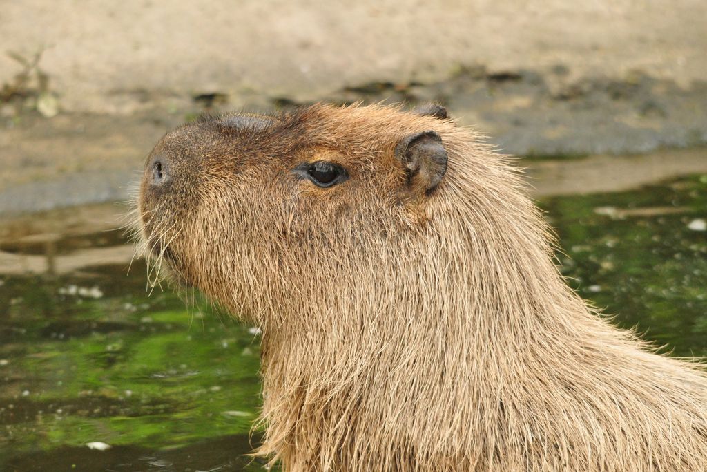 Cinnamon the Capybara