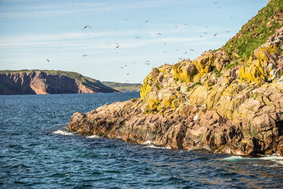 Common Murre birds sitting and flying over inaccessible rocks