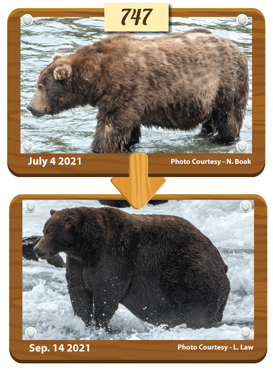 Meet the Bodaciously Bulky Bears of Fat Bear Week 2021