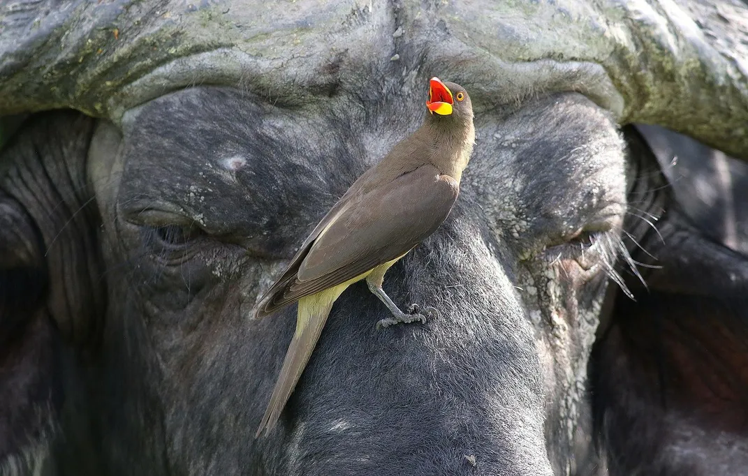 A close-up image of a Cape buffalo's closed eyes and upper snout. An oxpecker is perched between the buffalo's eyes, its bright red beak open and turned to the left.
