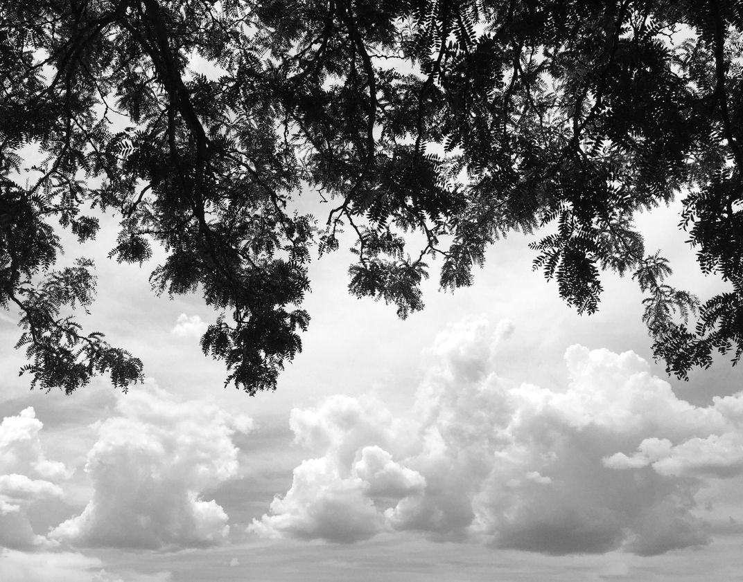 Clouds meet Locust | Smithsonian Photo Contest | Smithsonian Magazine