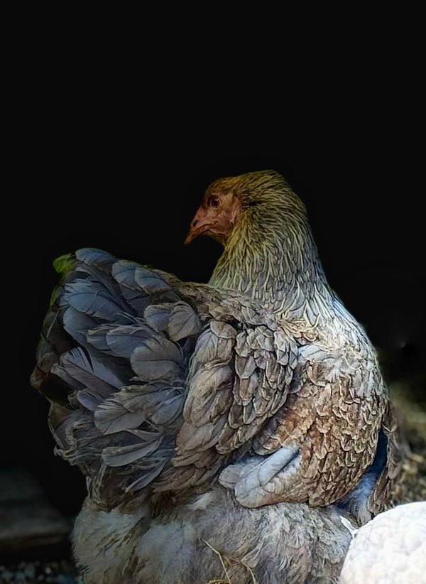 A Feathered Friend thumbnail