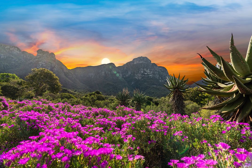 The beauty of Kirstenbosch Botanical Gardens