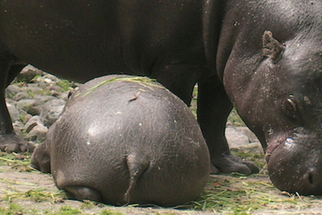 The endangered pygmy hippopotamus reproduces well in captivity