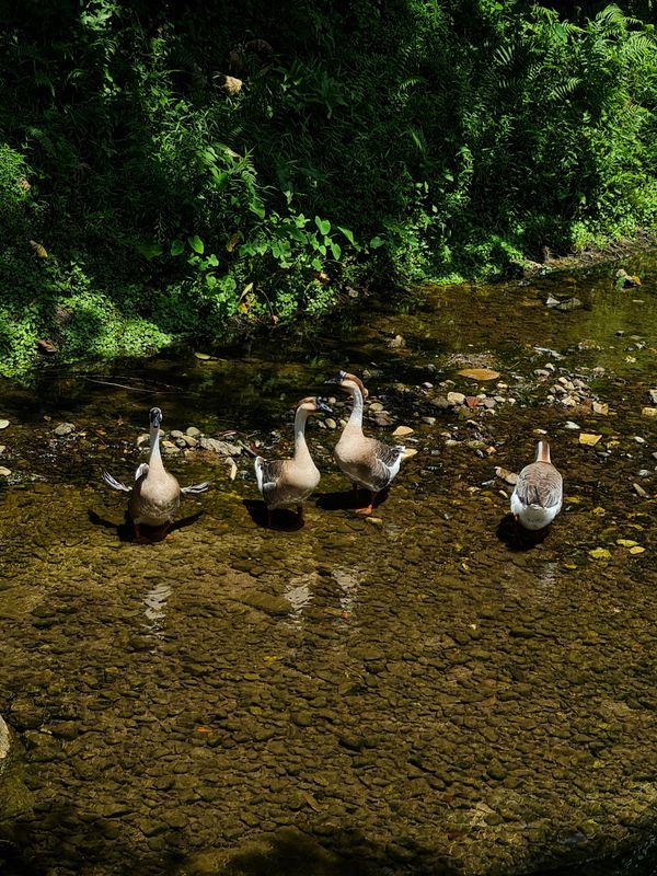 Pretty geese playing in the stream. thumbnail