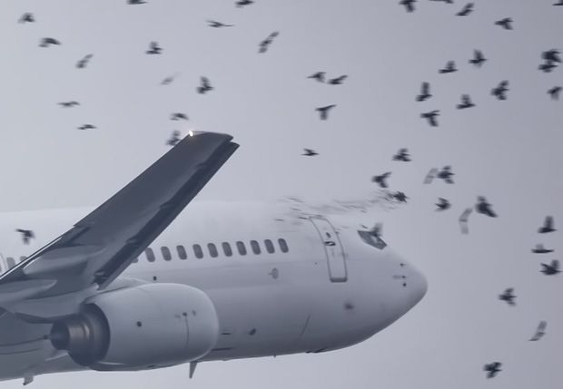 Birdstrike Ruud 620.jpg