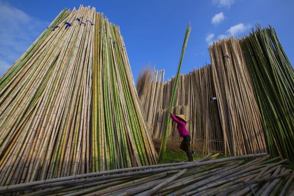 Bamboo worker thumbnail