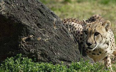 The National Zoo’s senior female cheetah, Tumai, died last night.