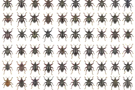 Previously, the only known member of the genus spotted on Sulawesi was T. fulvicornis, a species described in 1885. 
