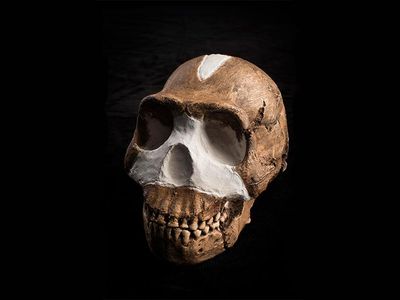 Meet Homo naledi, the newest member of the human family tree.