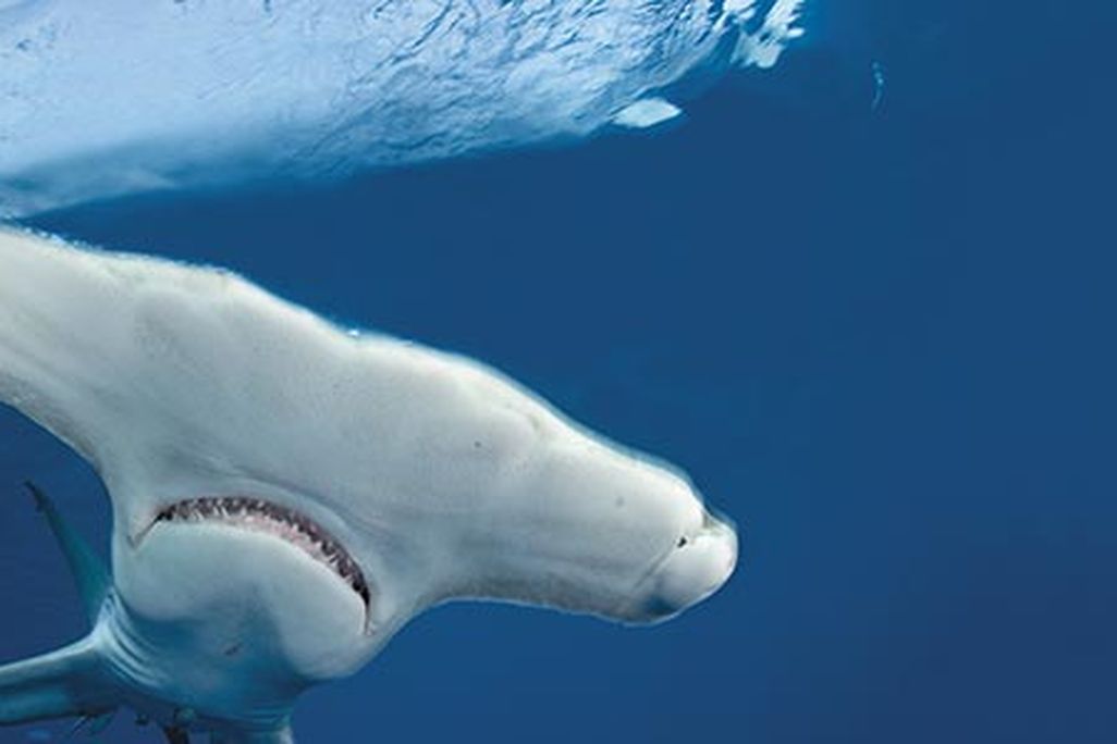 Hammerhead shark