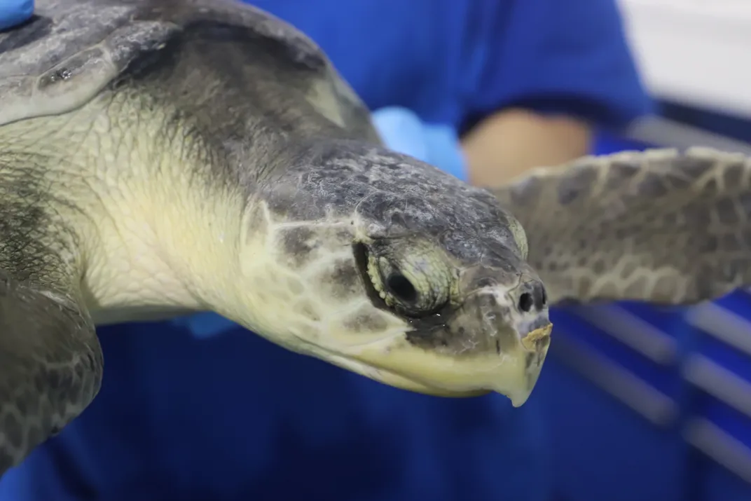 A sea turtle behind held up by a person wearing blue scrubs