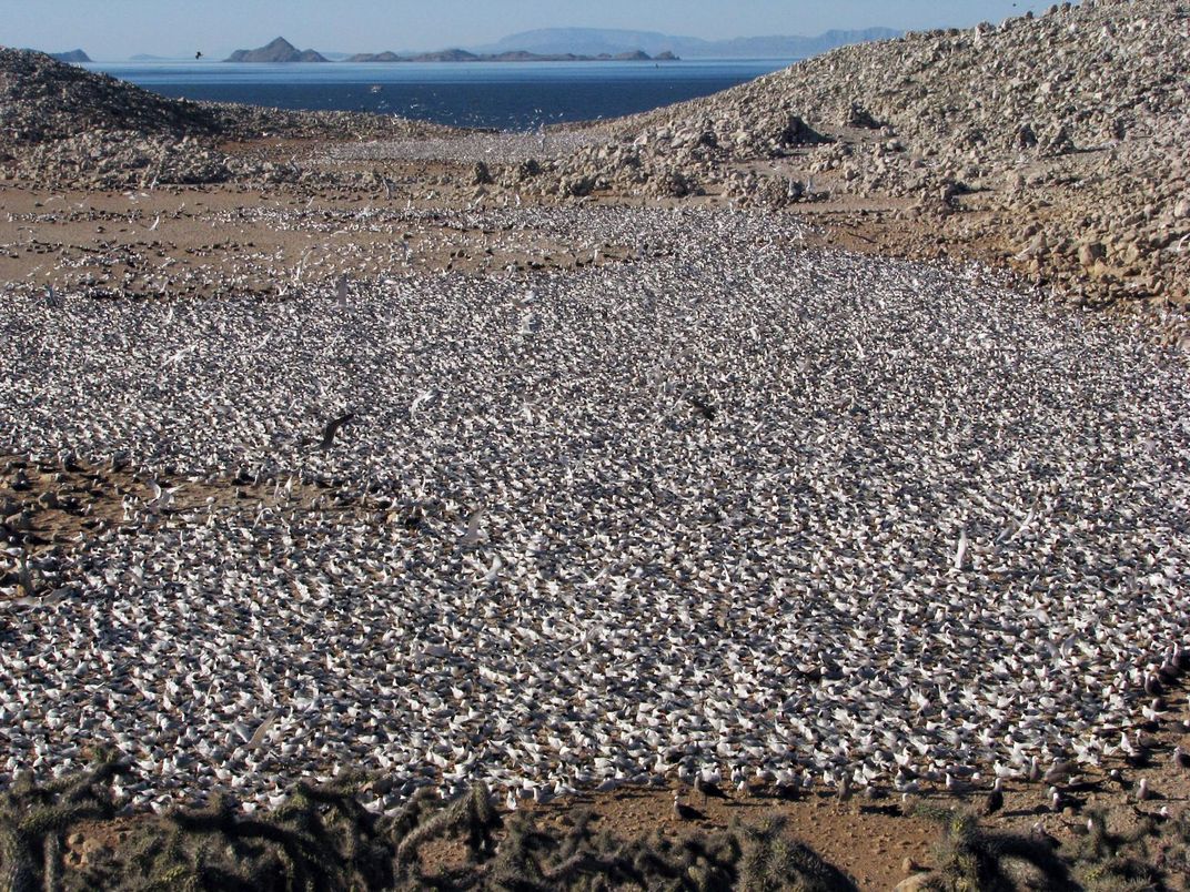 Warming and Overfishing Sent Seabirds Flocking to California