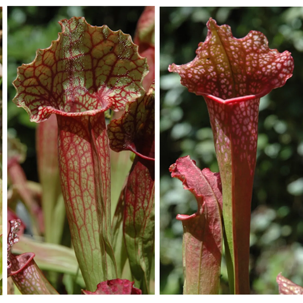 Carnivorous Plants May Lure Insects With Specially Tailored Scents