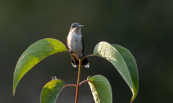 Ruby-throated Hummingbird thumbnail