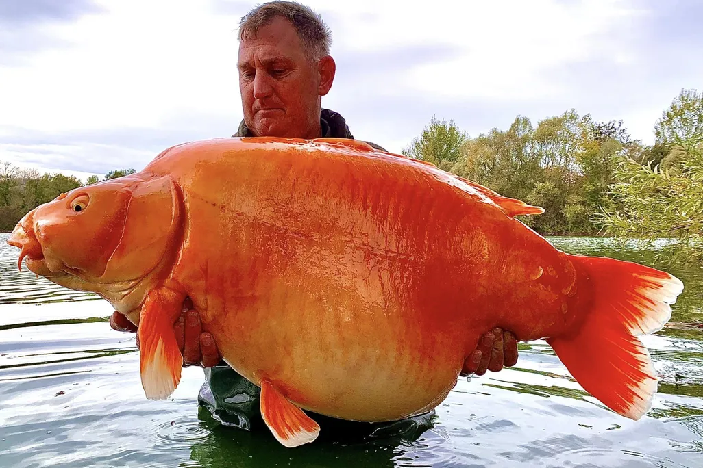 Andy Hackett and "the Carrot"