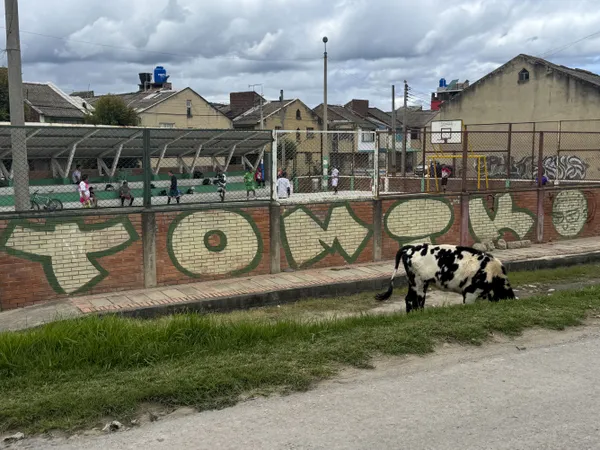 City Cow 8 thumbnail