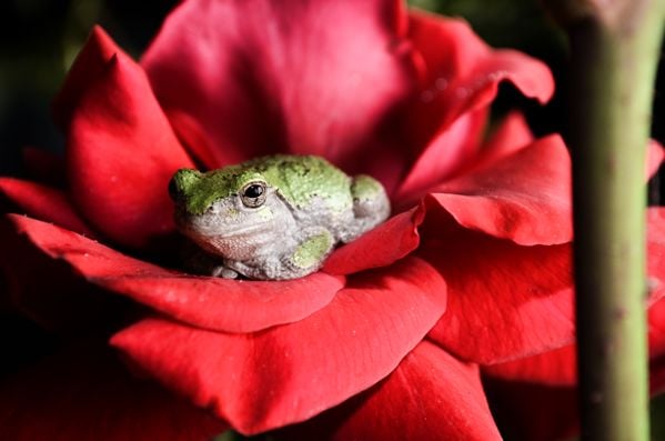 A lazy frog on a rose thumbnail