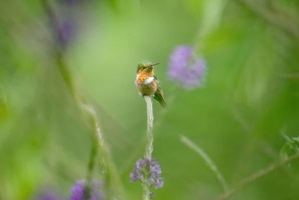 Little beauty, Scintillant Hummingbird in Patio de Agua, Coronado, Costa Rica. thumbnail