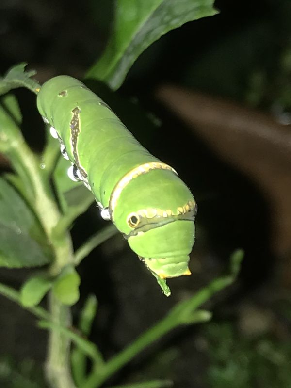 A citrus swallowtail caterpillar on a leaf thumbnail