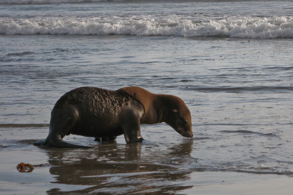 20130318020038pup.jpg