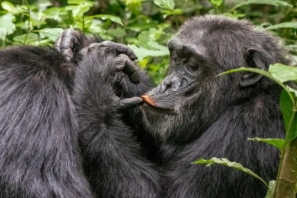 Chimpanzee Having Eaten Some Very Pink Fruit! thumbnail