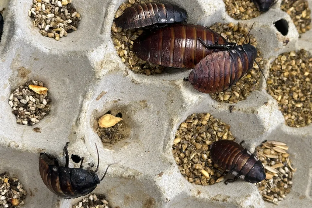 Large cockroaches wandering around