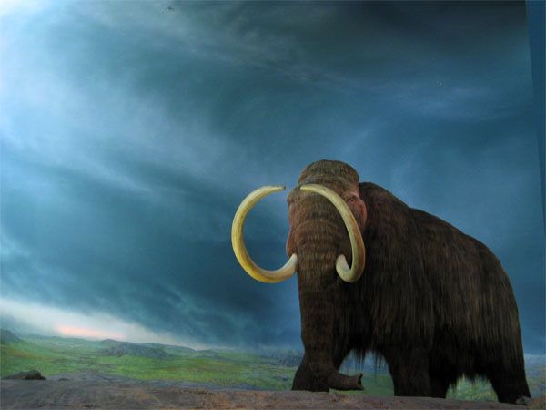 woolly mammoth