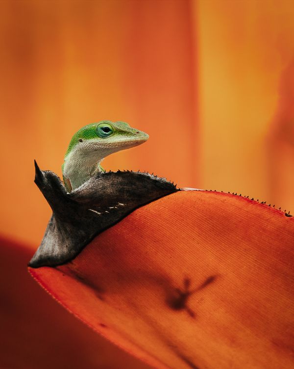 Gecko Lizard on an Orange Blade Leaf thumbnail