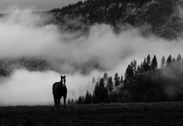 A horse is standing on the edge of a misty canyon thumbnail