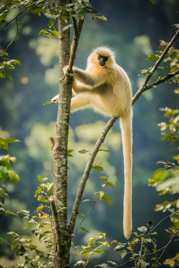 Golden langur thumbnail