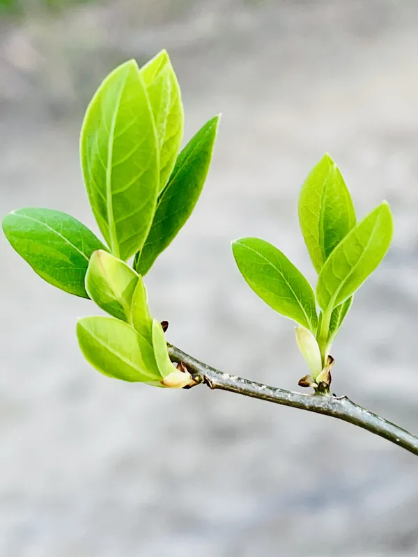 Spicebush thumbnail