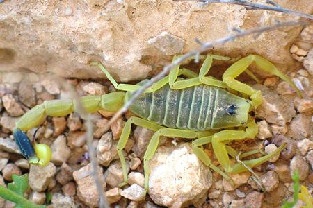 To make Tumor Paint, Jim Olson's team extracts molecules from the deathstalker scorpion (Leiurus quinquestriatus).