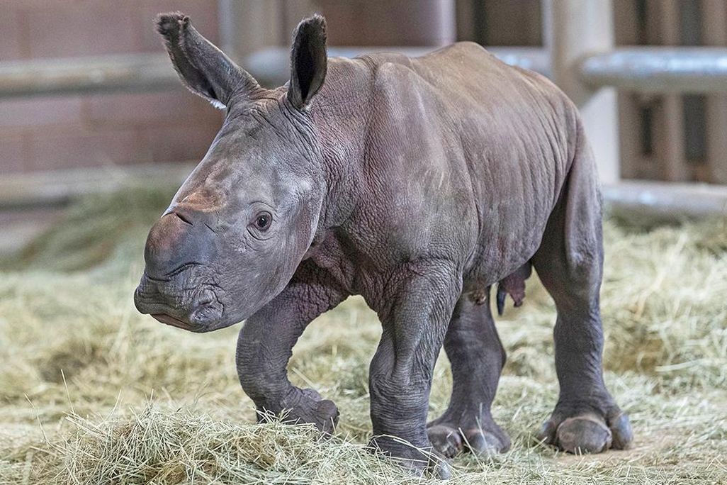 victorias-calf-1000px.jpg