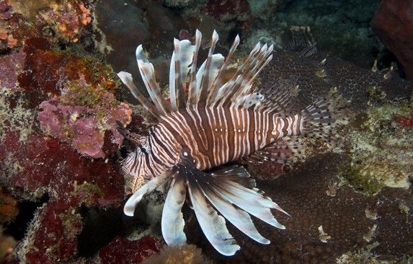 Invasive species like lionfish can harm natural, human, and economic health. (Barry Brown)