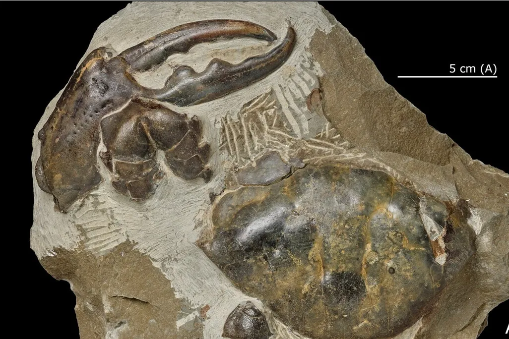Close-up of fossilized crab claw embedded in a rock