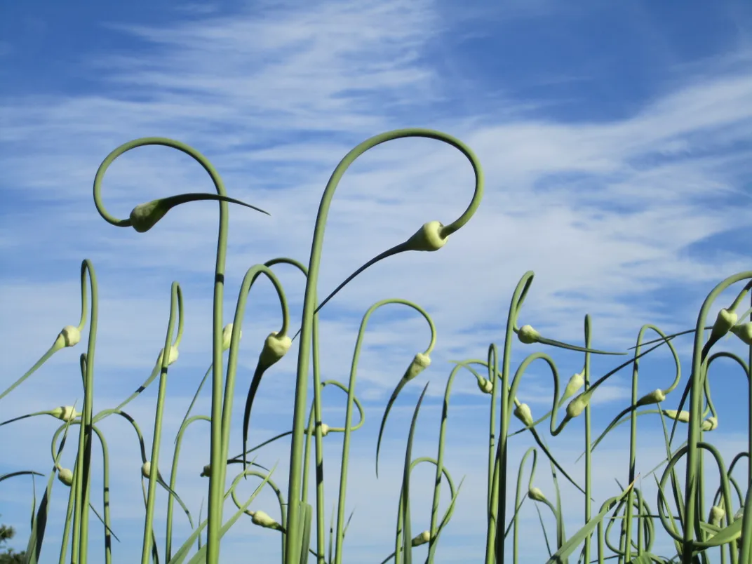 Garlic scapes just before harvest