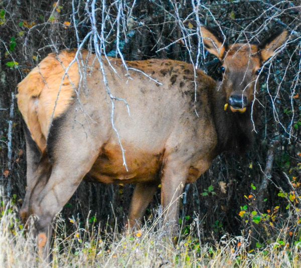 An Elk in Montana at Dawn thumbnail