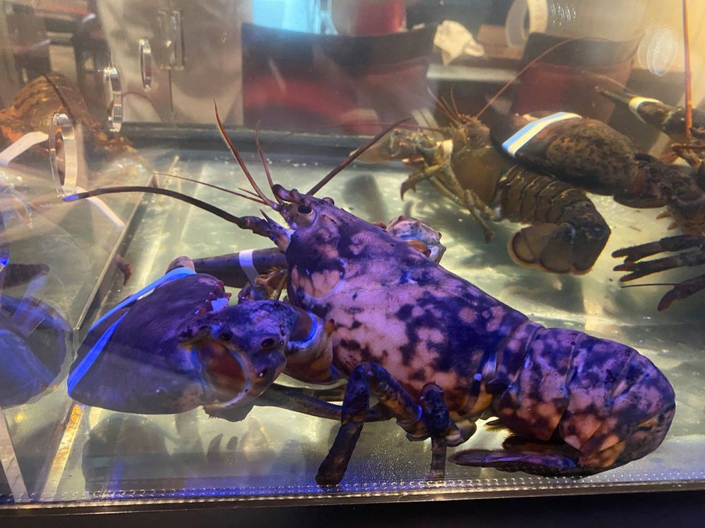 A black lobster with orange spots sits in a fishtank 