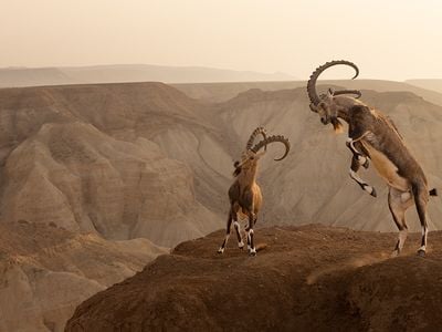 With their mating season approaching, two male Nubian ibex fight for supremacy on a cliffside. The photograph won the Animals in their Environment category.