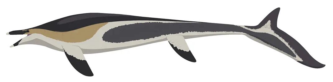 Plotosaurus