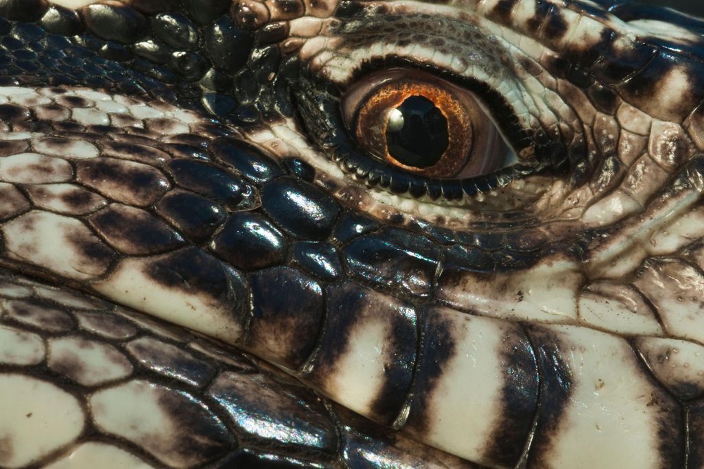 Lizard