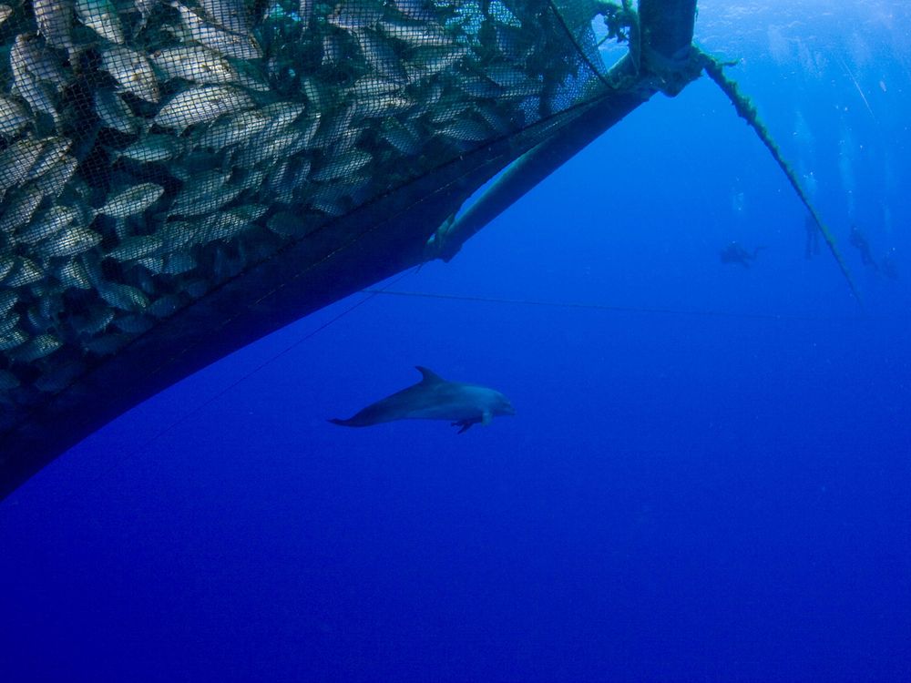 Dolphin Swims By a Fishing Net